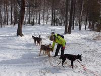 Russland, Baikalsee, Listwjanka, Schlittenhunde-/Schneemobilausflug