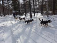 Russland, Baikalsee, Listwjanka, Schlittenhunde-/Schneemobilausflug
