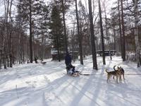 Russland, Baikalsee, Listwjanka, Schlittenhunde-/Schneemobilausflug
