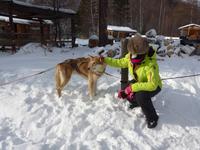 Russland, Baikalsee, Listwjanka, Schlittenhunde-/Schneemobilausflug