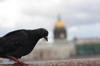 Waschechter Petersburger