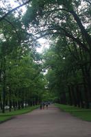 Alleen im Katharinenpark