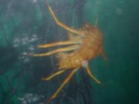 Baikalmuseum Listwjanka