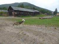 Große Katze oder Fischfalle