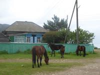 Große Katze oder Fischfalle