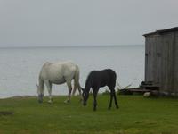 Große Katze oder Fischfalle