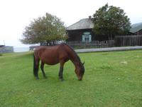 Große Katze oder Fischfalle