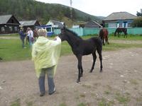 Große Katze oder Fischfalle