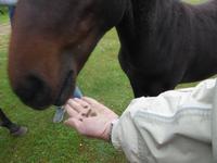 Große Katze oder Fischfalle