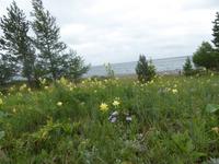 Pribalski Naturreservat