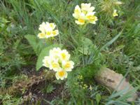 Pribalski Naturreservat