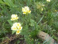 Pribalski Naturreservat