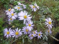 Pribalski Naturreservat