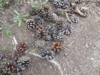 Pribalski Naturreservat