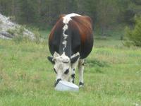 Pribalski Naturreservat