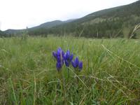 Pribalski Naturreservat