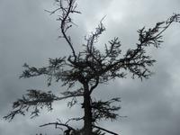 Pribalski Naturreservat