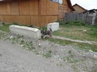 Wer bekommt das Eis?