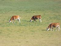 glückliche sibirische Kühe