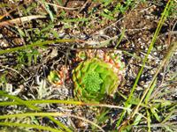 Wo ist denn bloß die Grille hin, die grade noch da saß?