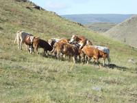 glückliche sibirische Kühe und Bullen