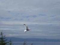 kein Adler und kein Falke