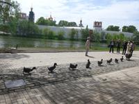 Rußland, Moskau, Jungfrauenkloster, Enten auch an Land