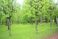 verspäteter Frühling in  Peterhof