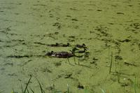 St. Petersburg - Puschkin, Entenfamilie im Garten des Katharinenpalastes