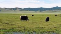 Mongolei, Yaks