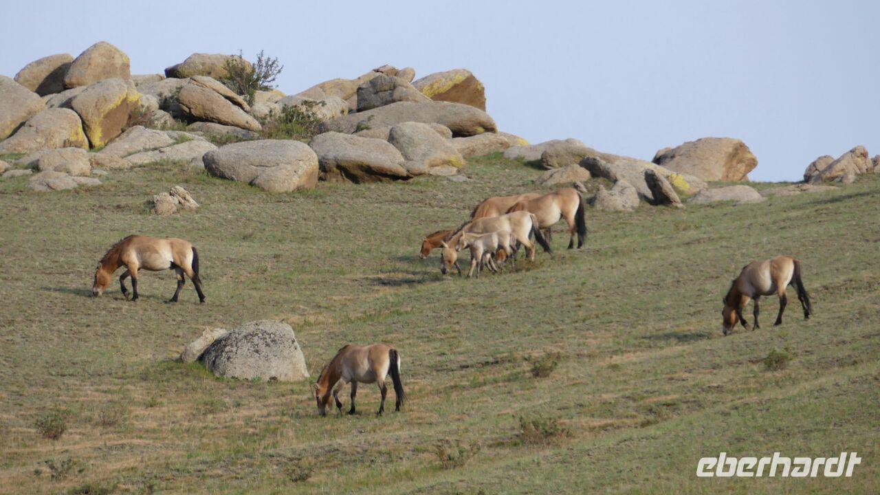 Mongolei, Pzewalski Pferde