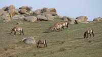Mongolei, Pzewalski Pferde