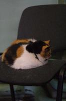 Kapitolina ist seit 14 Jahren im Dienst in der Peter-und-Paul-Festung