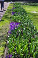 Frühling im Peterhof