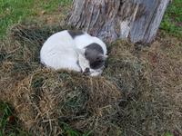 Wolga Kreuzfahrt, Uglitsch, Ortskater