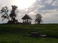 Wolga Kreuzfahrt, Insel Kishi