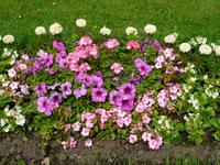 Bepflanzung im Peterhof