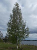 DSCN3463 drei weiße Birken