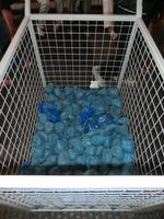 Die blauen Überzieher