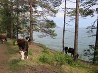 Kuhtrail am Baikal?