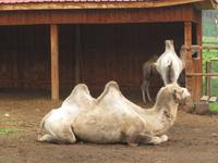 einst auch in Burjatien