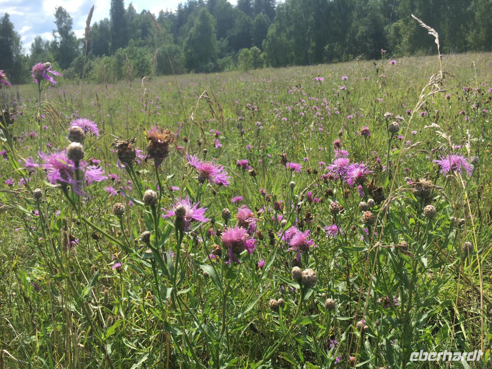 Die Wiesen blühten immer noch sehr hübsch.