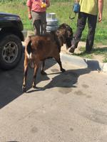 Wir zogen die Tiere scheinbar magisch an.