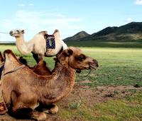 Kamele bei der Nomadenfamilie