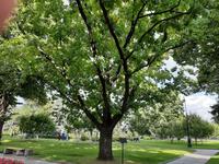 Moskau. Kreml. Eiche, die Juri Gagarin gepflanzt hat.