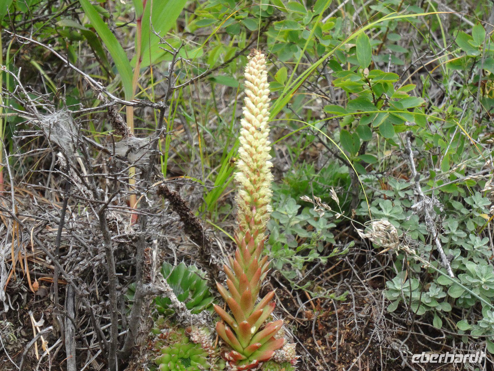 Viele seltene Pflanzen wachsen hier