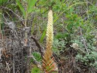 Viele seltene Pflanzen wachsen hier