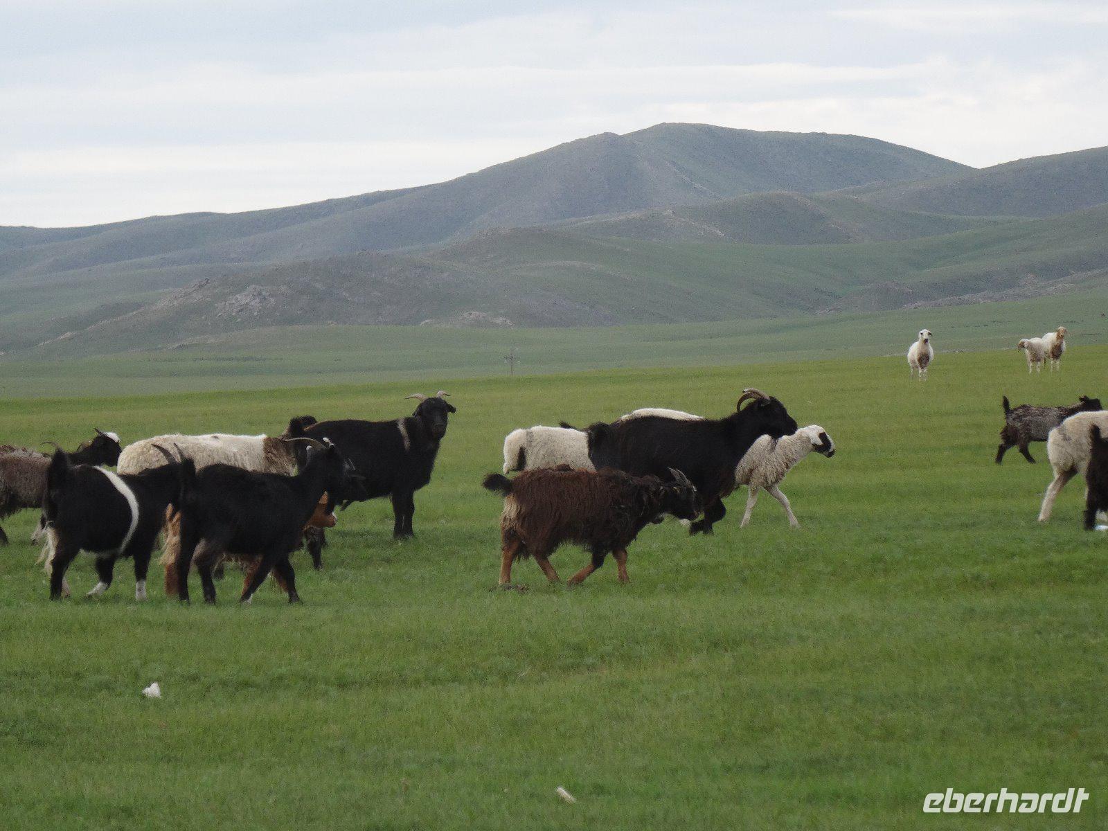 Schafe und Ziegen weiden gemeinsam