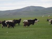 Schafe und Ziegen weiden gemeinsam