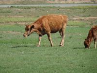 Auch die Kühe interessieren sich für das Camp